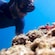 A man snorkeling and admiring a starfish on coral